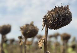 Edirne'de ayçiçeğini kuraklık vurdu