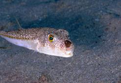 Balon balığı avcılığında destek tutarı artırıldı