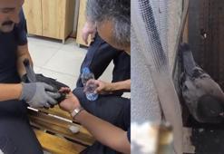 Klima boşluğunda mahsur kalan güvercini itfaiye kurtardı