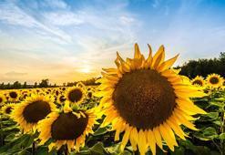 Ayçiçeğinde avans alım fiyatı, ton başına 28 bin lira olarak açıklandı