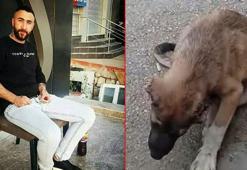 Köpeğin kulağını kesip, işkence yapan şüpheli tutuklandı