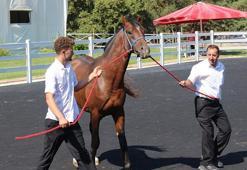 TİGEM’in en yüksek bedelli tayı ‘e-satış’ ile alıcı buldu