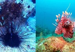 Ege Denizi'nde yeni tehlike; istilacı tür uzun dikenli deniz kestanesi