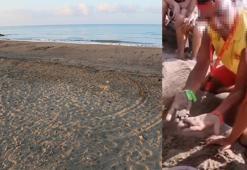 'Caretta yuvaları, para karşılığı turistlere açılıyor'