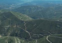 İzmir'de 5 yıl önce yanan orman, dikilen fidanlarla yeniden yeşerdi