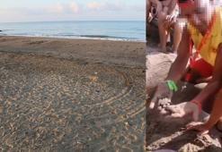 'Caretta yuvaları, para karşılığı turistlere açılıyor'