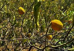 Mersin'de 1000 dönümlük limon bahçesi, susuzluktan kurudu