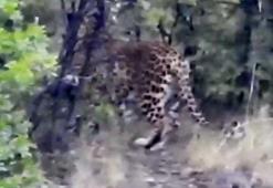 Antalya'da Anadolu parsı görüntülendi