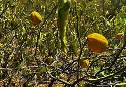 Mersin'de 1000 dönümlük limon bahçesi, susuzluktan kurudu