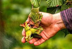 Coğrafi işaretli 'Arsin foşa fındığı' hasadı başladı