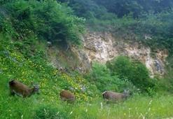 Dişi kızılgeyikler fotokapanla görüntülendi