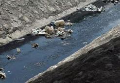 İstanbul'da derenin rengi atıklar nedeniyle değişti; su içip, ölen hayvanlar var