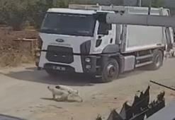 Ezerek öldürdükleri köpekleri çöp kamyonuna atıp götürdüler; o anlar kamerada