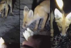 Tilkiyi eliyle besledi