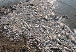 Manyas Gölü'nde ağlara ölü balıklar takıldı