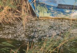 Manyas Gölü'nde ağlara ölü balıklar takıldı