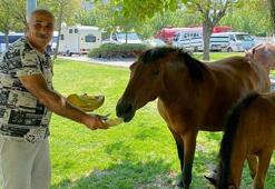 Yılkı atları kent merkezine indi, pazarcılar kavun ve karpuz ile besledi