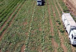 Tekirdağ'da Türkmenli Göleti'nde su seviyesi düştü, karpuz ekimi azaldı