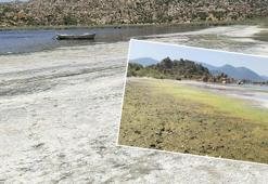 Bafa Gölü ve çevresinde kirlilik alarmı