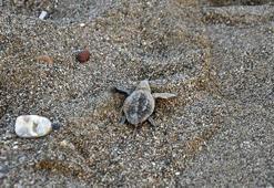 Gazipaşa'da yavru carettaların yaşam yolculuğu başladı