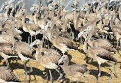 İzmir'de halkalanan yavru flamingolar takip edilecek
