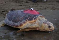 'Tuba'nın da aralarında bulunduğu 7 deniz kaplumbağası tekrar denizle buluştu