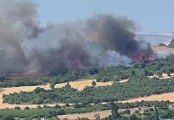 Çanakkale’de orman yangını
