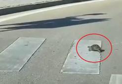 Yaya geçidinden geçen kaplumbağa, kamerada