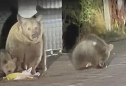Anne ayı ile 3 yavrusu karınlarını doyururken görüntülendi