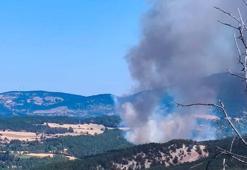 Bolu'da orman yangını