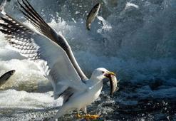 Van Gölü'nde avlanabilir balık stoku 7 bin 500 ton