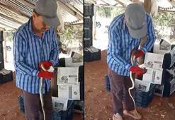 Yakaladığı yılana su içirip, öptü