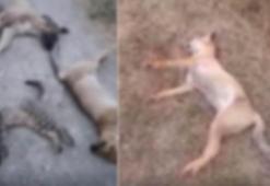 Yüksekova'da 10 köpek, 5 kedi ve 3 tilki ölüsü bulundu
