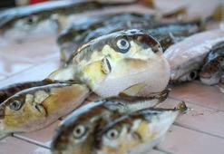 'Balon balığı, artık Akdeniz'in bir türü oldu'