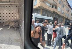 Avcılar'da çocuğu kovaladığı iddia edilen 2 köpek barınağa götürülürken mahalleli tepki gösterdi