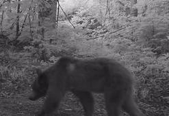 Anne bozayı ile yavruları fotokapanla görüntülendi