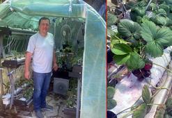 Evinin bahçesine sera kuran profesörden organik üretim