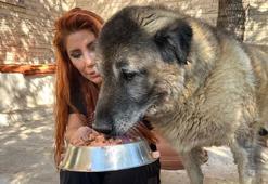 Obez köpek Duman, 6 ayda 20 kilo verdi