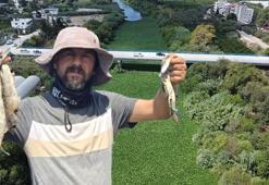 Asi Nehri'nde su sümbülü istilası; balık ölümleri yaşandı