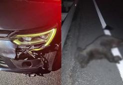 Otomobilin çarptığı yavru ayı öldü