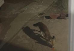 'Rıfkı' adını verdiği tilkiyi cips ile besliyor