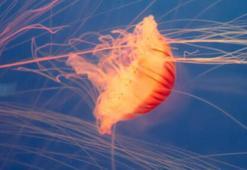 Fransa'da nükleer denizanası alarmı