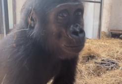 Goril 'Zeytin'in ülkesine dönmesi için hazırlıklar başladı