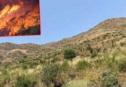 Marmaris'te yanan alanlar yeniden yeşillendi