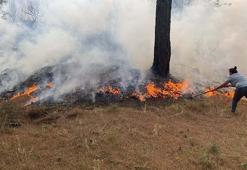 Çanakkale'de orman yangını