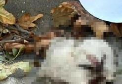 Turgutlu'da sokakta kedi başı bulundu iddiası