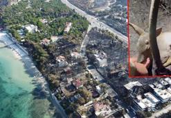 Ormanların yanması nedeniyle korunmasız hale gelen yaban hayvanları için av yasağı isteği