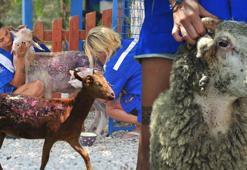 Orman yangınlarından kurtarılan 2 kuzu ile 13 koyun, Emekli Hayvanlar Çiftliği'nde