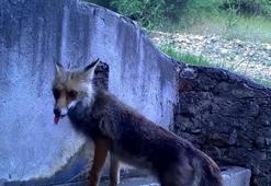 Uludağ’da aynı çeşmeden su içen tilki ve sincap, fotokapanla görüntülendi