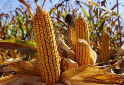 TMO 2025 yılı mısır alım fiyatı belli oldu